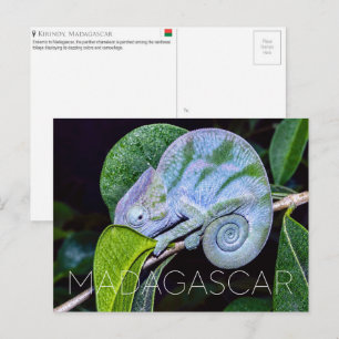 Panther Chameleon, Kirindy, Madagaskar Reise  Postkarte