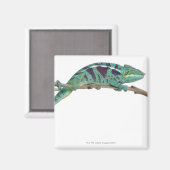 Panther Chameleon Nosy Be (Furcifer pardalis) Magnet (Vorderseite/Rückseite)