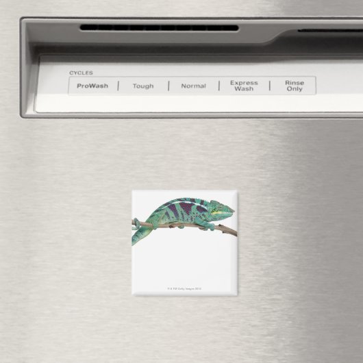 Panther Chameleon Nosy Be (Furcifer pardalis) Magnet (In Situ (Geschirrspüler))