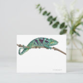 Panther Chameleon Nosy Be (Furcifer pardalis) Postkarte (Stehend Vorderseite)