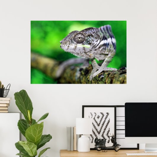 Panther Chameleon Poster (Heimbüro)