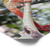 Panther chameleon poster (Ecke)