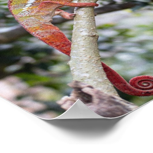 Panther chameleon poster (Ecke)