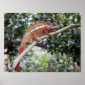 Panther chameleon poster (Vorne)