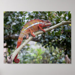 Panther chameleon poster