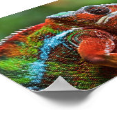 Panther chameleon poster (Ecke)