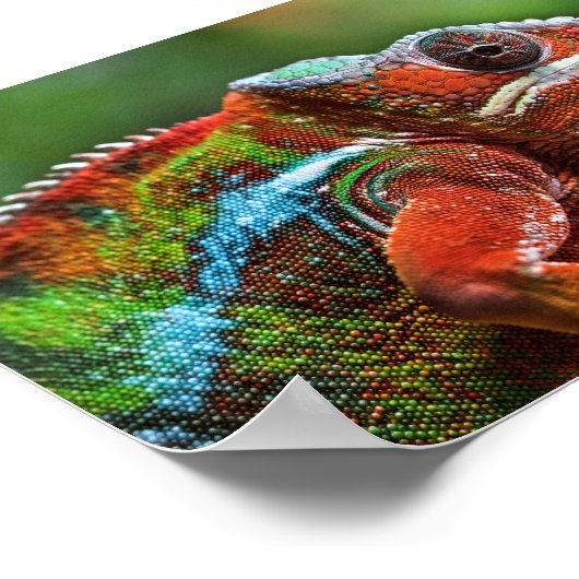 Panther chameleon poster (Ecke)