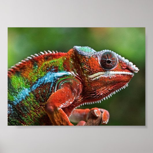 Panther chameleon poster (Vorne)