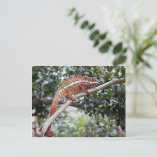 Panther chameleon postkarte (Stehend Vorderseite)