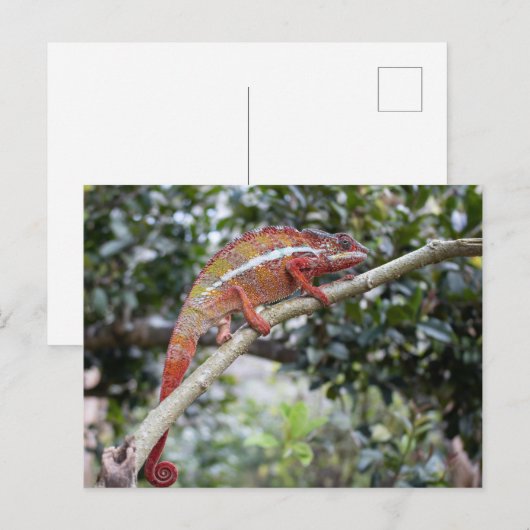 Panther chameleon postkarte (Vorne/Hinten)