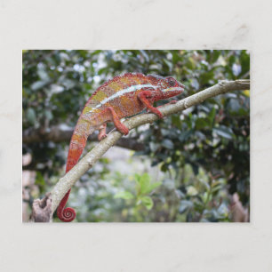 Panther chameleon postkarte