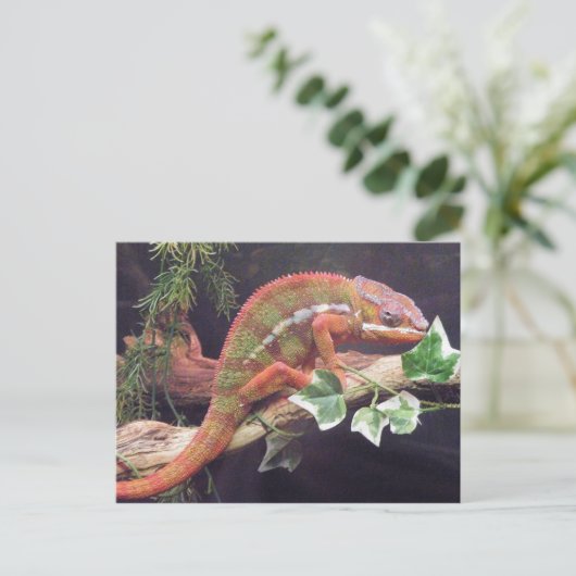 Panther Chameleon Postkarte (Stehend Vorderseite)