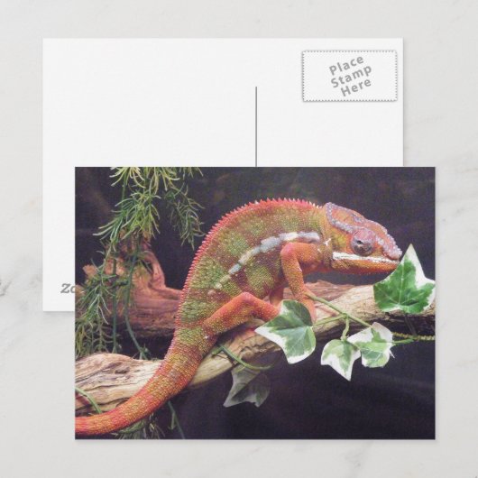 Panther Chameleon Postkarte (Vorne/Hinten)