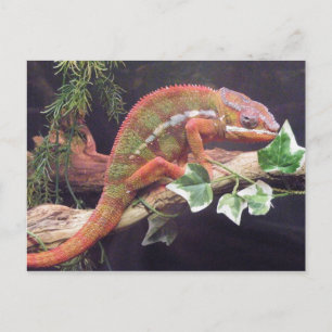 Panther Chameleon Postkarte