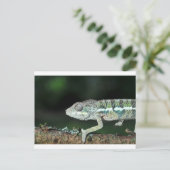 Panther Chameleon Postkarte (Stehend Vorderseite)
