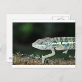Panther Chameleon Postkarte (Vorne/Hinten)