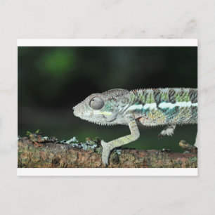 Panther Chameleon Postkarte