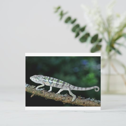 Panther Chameleon Postkarte (Stehend Vorderseite)