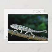 Panther Chameleon Postkarte (Vorne/Hinten)