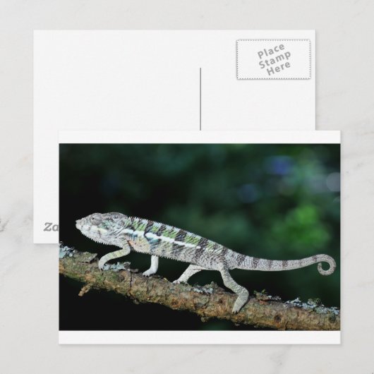 Panther Chameleon Postkarte (Vorne/Hinten)