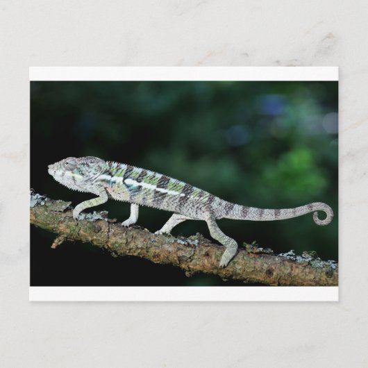 Panther Chameleon Postkarte (Vorderseite)