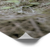 Panther Florida, Felis concolor coryi, Poster (Ecke)