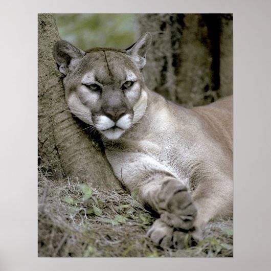 Panther Florida, Felis concolor coryi, Poster (Vorne)