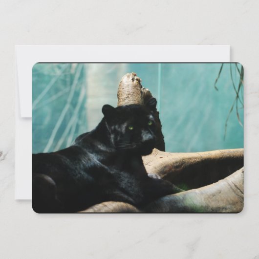 Panther mit Piercing-Augen Einladung (Vorderseite)