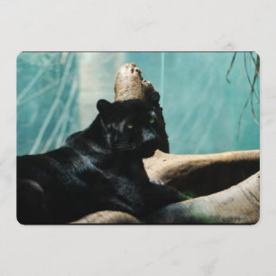 Panther mit Piercing-Augen Einladung
