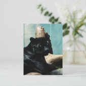 Panther mit Piercing Augen Postkarte (Stehend Vorderseite)