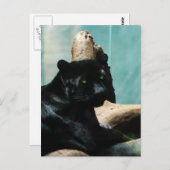 Panther mit Piercing Augen Postkarte (Vorne/Hinten)