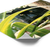 Panther Poster (Ecke)