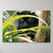 Panther Poster (Vorne)