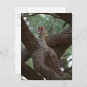 Panther Postkarte (Vorne/Hinten)