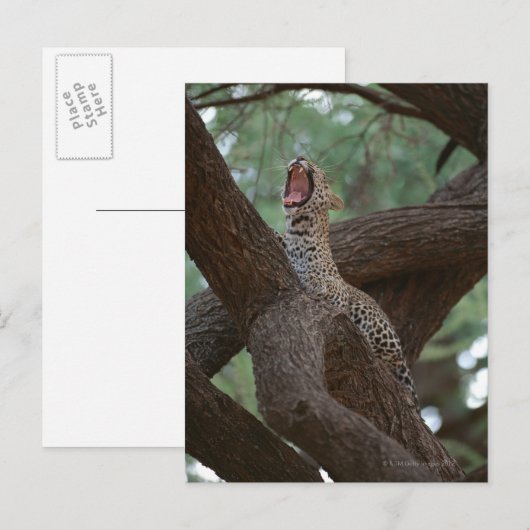 Panther Postkarte (Vorne/Hinten)