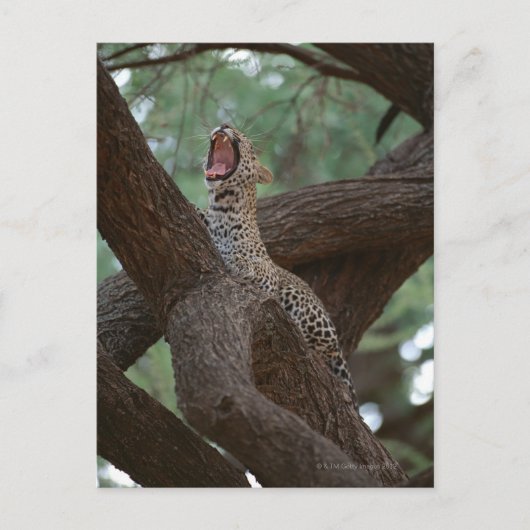 Panther Postkarte (Vorderseite)