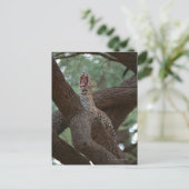 Panther Postkarte (Stehend Vorderseite)