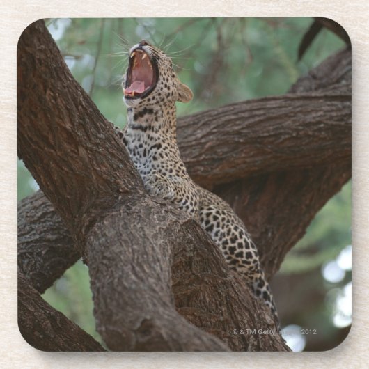 Panther Untersetzer (Vorderseite)