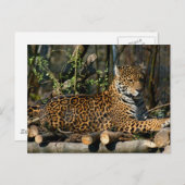 Panthera Jaguar Postcard Postkarte (Vorne/Hinten)