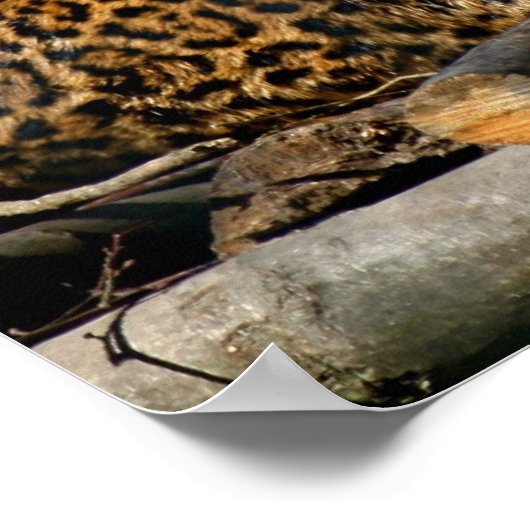 Panthera Jaguar Poster (Ecke)