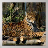 Panthera Jaguar Poster (Vorne)