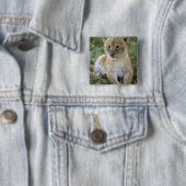 Panthera leo), Tansania, Button (Beispiel)