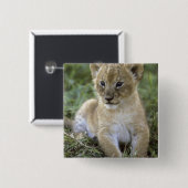 Panthera leo), Tansania, Button (Vorne & Hinten)