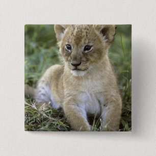 Panthera leo), Tansania, Button