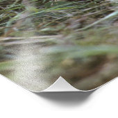 Panthera leo), Tansania, Fotodruck (Ecke)