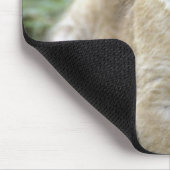 Panthera leo), Tansania, Mousepad (Ecke)