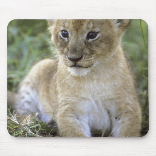 Panthera leo), Tansania, Mousepad (Vorne)