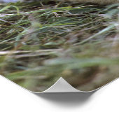 Panthera leo), Tansania, Poster (Ecke)