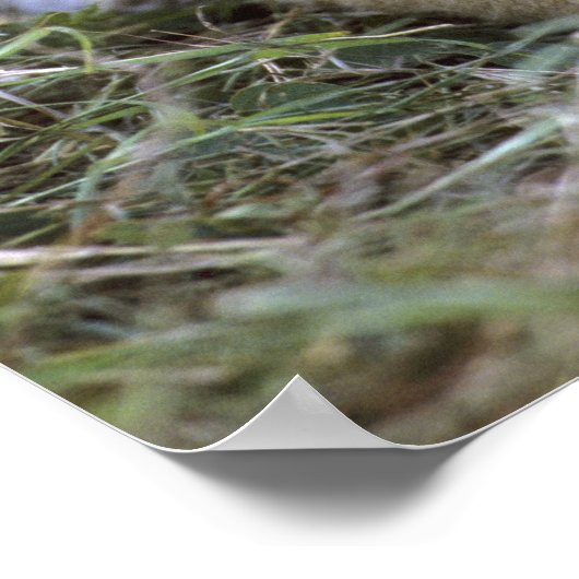 Panthera leo), Tansania, Poster (Ecke)