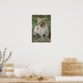 Panthera leo), Tansania, Poster (Küche)